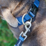 Momentum collar - Image 2